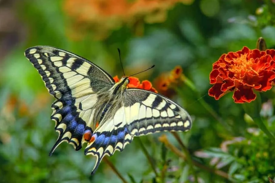 Swallowtail Butterfly (tastes amazing with species)