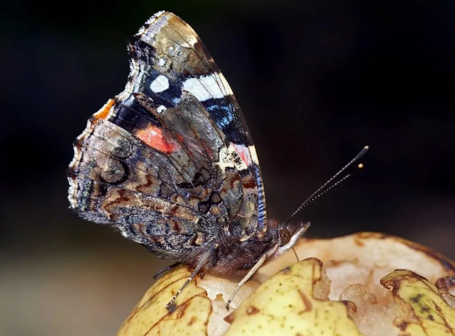 Brush-footed Butterfly (so delicious, can eat tons of it)