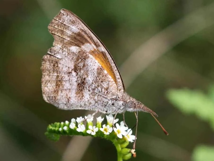 American Snout Butterfly (crispy)