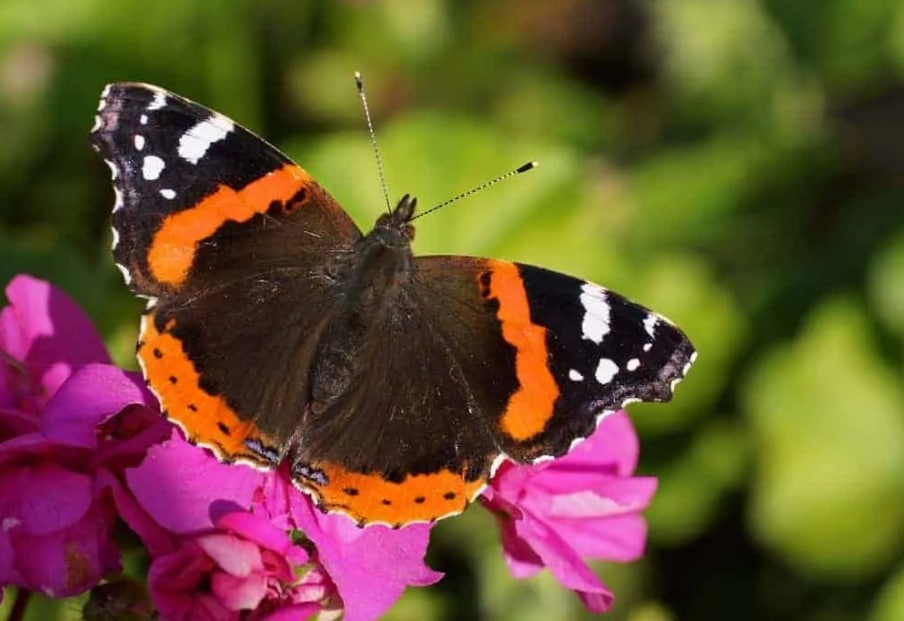 Red Admiral Butterfly (My love likes them)