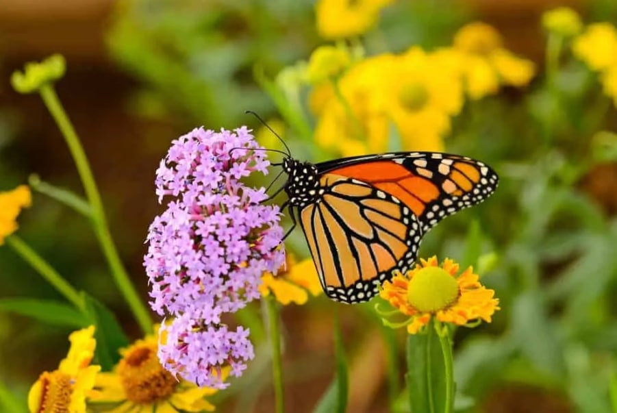 Monarch Butterfly (a bit sour)