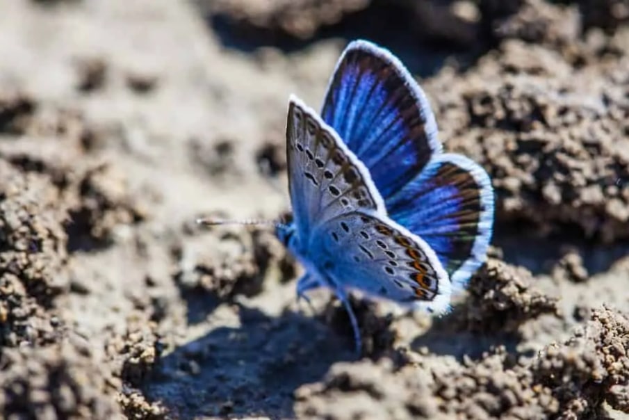 Karner Blue Butterfly (super sweet)